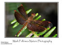 Red grasshawk Neurothemis fluctuans